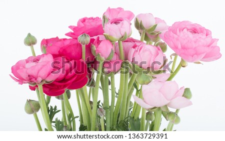 Ranunculus at Pentecost