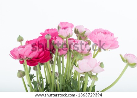 Ranunculus at Pentecost