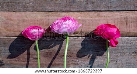Ranunculus at Pentecost