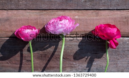 Ranunculus at Pentecost