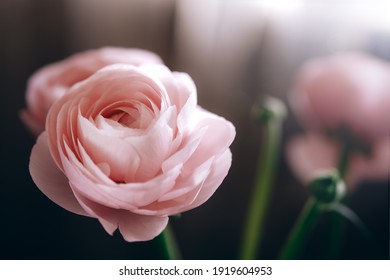 Ranunculus pink flowers close-up background - Powered by Shutterstock