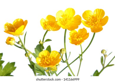 Ranunculus Repens (Creeping Buttercup)