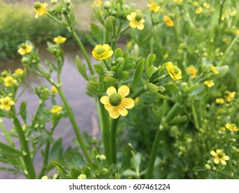 Ranunculus sceleratus of wildflowers in spring - Shutterstock ID 607461224