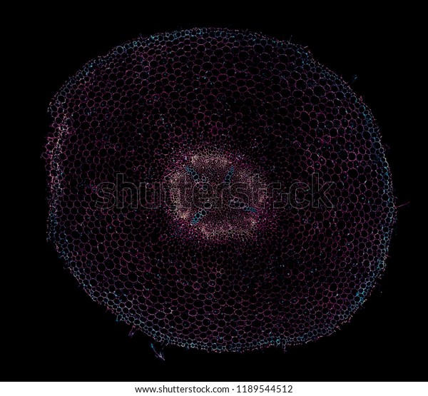 Ranunculus Stem Cross Section Cut Under Stock Photo 1189544512 