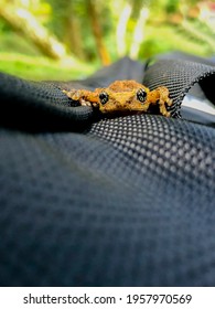 Raorchestes Signatus Is A Species Of Frog In The Family Rhacophoridae. It Is Endemic To The Western Ghats, India.