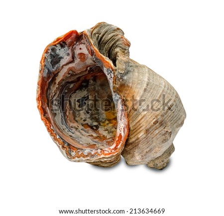Rapa whelk shell isolated at white background