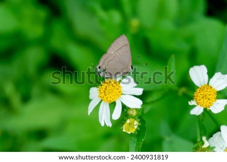 Rapala manea, slate flash, is a butterfly of the family Lycaenidae. It is found in most of the Indomalayan realm (excluding Taiwan) Stock photo © 