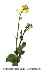 Rape bloom, (Brassica napus), close-up