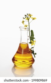 Rape Blossom And Canola Oil In Jug