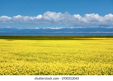 Rape Blossoms In Qinghai Lake, China