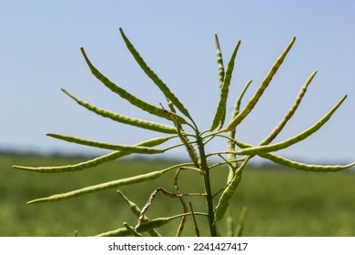 Rape Brassica napus, ripe, dry rape in the field. Ripe dry rapeseed stalks before harvest in day light.