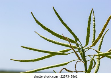 Rape Brassica napus, ripe, dry rape in the field. Ripe dry rapeseed stalks before harvest in day light.