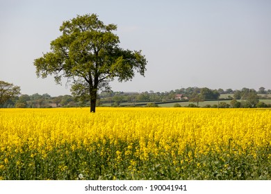 Rape In The Essex Countryside