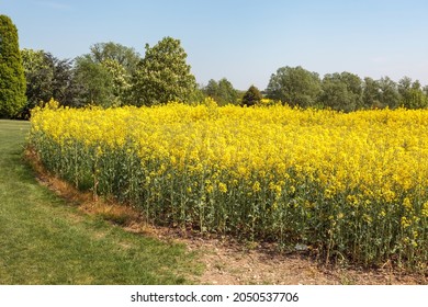 Rape In The Essex Countryside