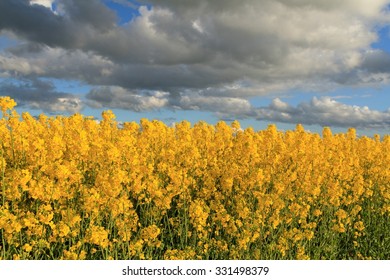Rape field

