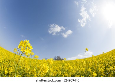 Rape field