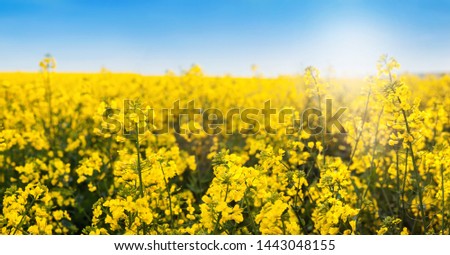 Rape Field in Bloom close-up under Blue Sky