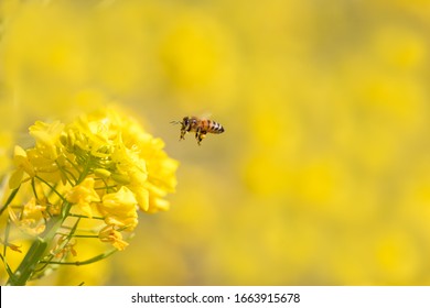 Rape field and honey bee collecting nectar