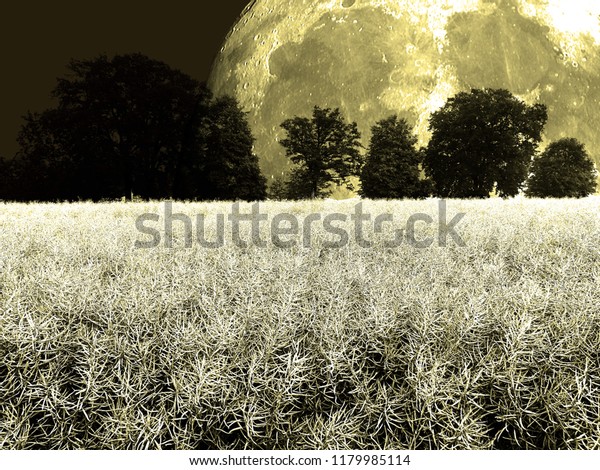Rape field at
moonlight.