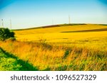 rape field at the springtime