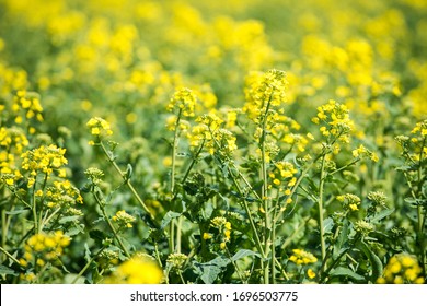rape field with yellow flowers - Shutterstock ID 1696503775