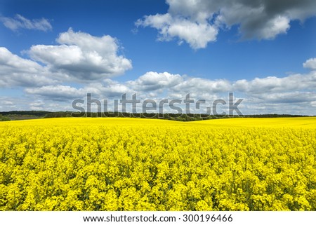 Rape field in rolling hills landscape