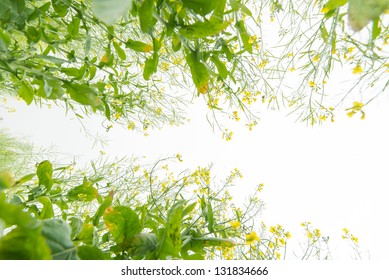 rape flower field
