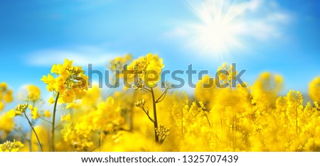 Similar – Foto Bild blühendes Rapsfeld mit einem Laubbaum am Horizont vor hellblauem Himmel / Frühling