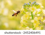 Rape flowers and flying honeybee