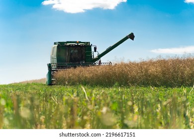 Rape Seed Harvesting. A Big Modern Combine Harvester With A Revolving Reel And Auger Cutting Oilseed Rape Crop On A Farm Field . High Quality Photo