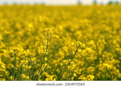 Rape with yellow flowers in the canola field. Foreground highlighted and blurred background. Product for edible oil and bio fuel. Nature from agriculture.