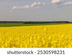 rapeseed blooms in the field , blue sky with clouds and yellow canola blossoms in spring