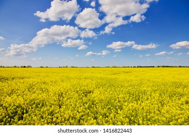 菜の花畑 の画像 写真素材 ベクター画像 Shutterstock