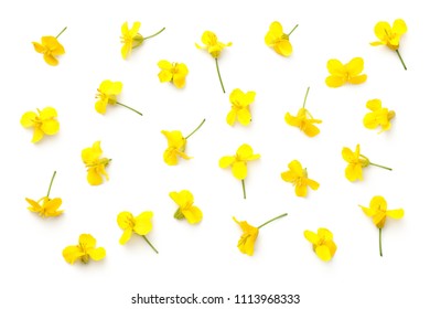 Rapeseed blossom isolated on white background. Brassica napus flowers. Top view 
