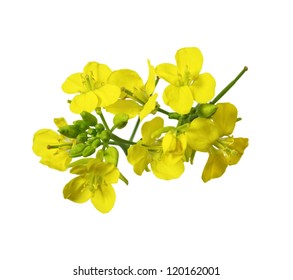Rapeseed blossoms , Brassica napus flower isolated on white background