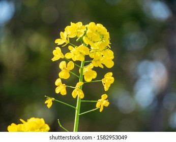 Rapeseed - Brassica napus - are blooming in sunny day, JAPAN.