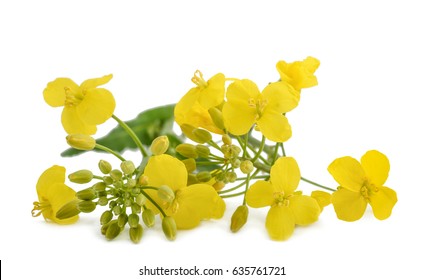 Rapeseed (Brassica napus ) flowers isolated on white