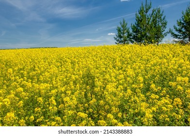 Rapeseed (Brassica napus subsp. Napus) with bright yellow flowering, cultivated thanks to oil-rich seeds, canola is an important source of vegetable oil and a source of protein flour. - Powered by Shutterstock