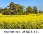 Rapeseed, canola or colza field in Latin Brassica Napus with beautiful clouds on sky, rapeseed is plant for green energy and oil industry, springtime golden flowering field