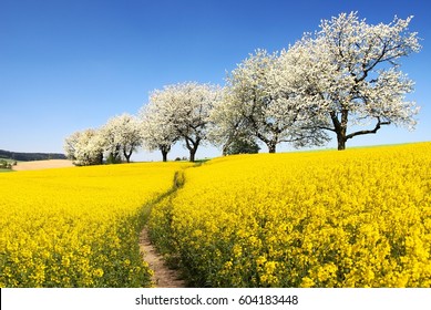 Rapeseed, canola or colza field with parhway and alley of flowering cherry trees - Brassica Napus - rape seed is plant for green energy and oil industry - spring time view                  