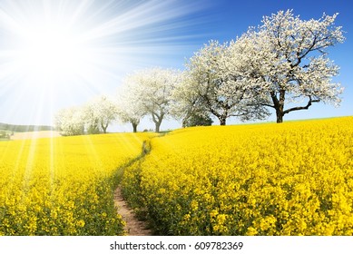 Rapeseed, canola or colza field with parhway, sun and alley of flowering cherry trees - Brassica Napus - rape seed is plant for green energy and oil industry - spring time view             