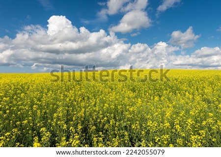 A rapeseed covered field with a cloudy blue sky in Prince Edward Island, Canada