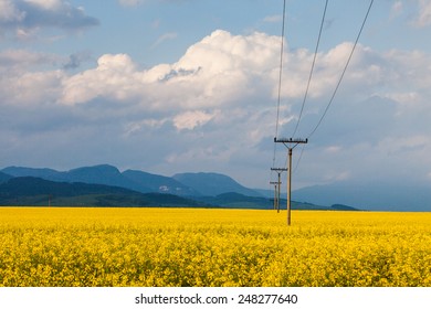 Rapeseed and electrical tower