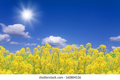 アブラナ の写真素材 画像 写真 Shutterstock