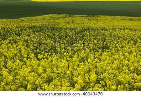 Similar – Huge yellow-flowering wild fennel plants, behind them a green grain field shortly after sowing.