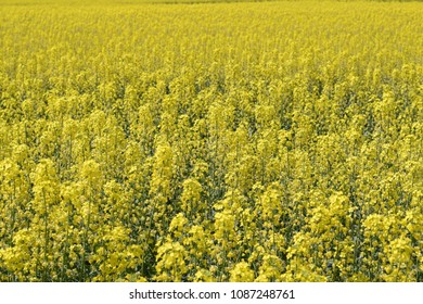 Rapeflower Images, Stock Photos & Vectors 