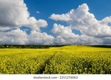 Rapeseed field with beautiful cloudy sky in summer. Rural landscape. - Shutterstock ID 2311276063
