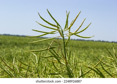 Rapeseed field before harvesting. Brassica napus, oilseed rape.