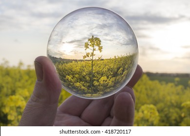 Rapeseed Field. Biofuel From The Renewable Raw Material Rapeseed Oil Is An Option On Fossil Fuels To Renounce Already