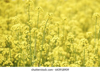 37,265 Rape crop Images, Stock Photos & Vectors | Shutterstock